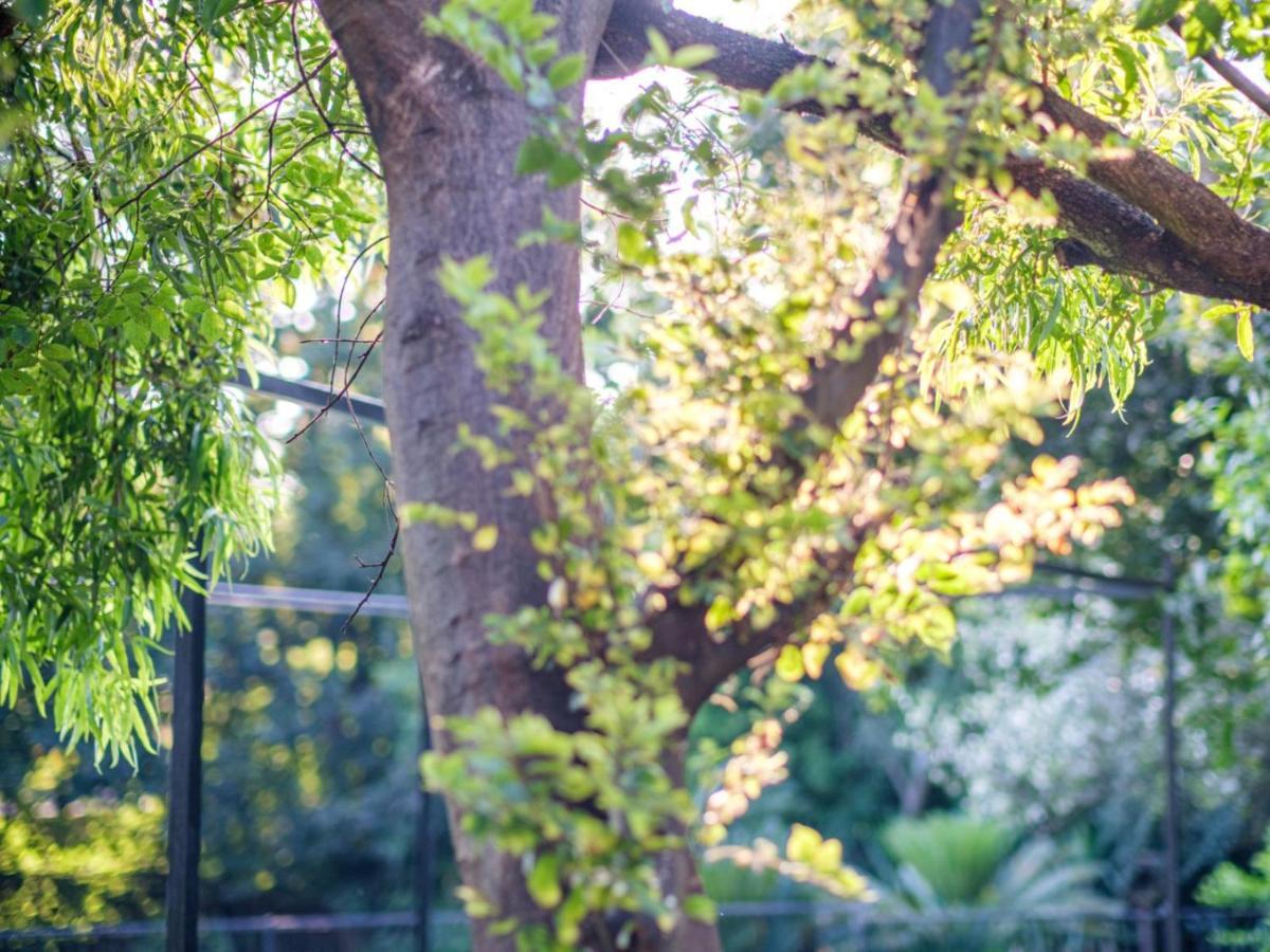 Hurlingham House Guest House Johannesburg Ngoại thất bức ảnh